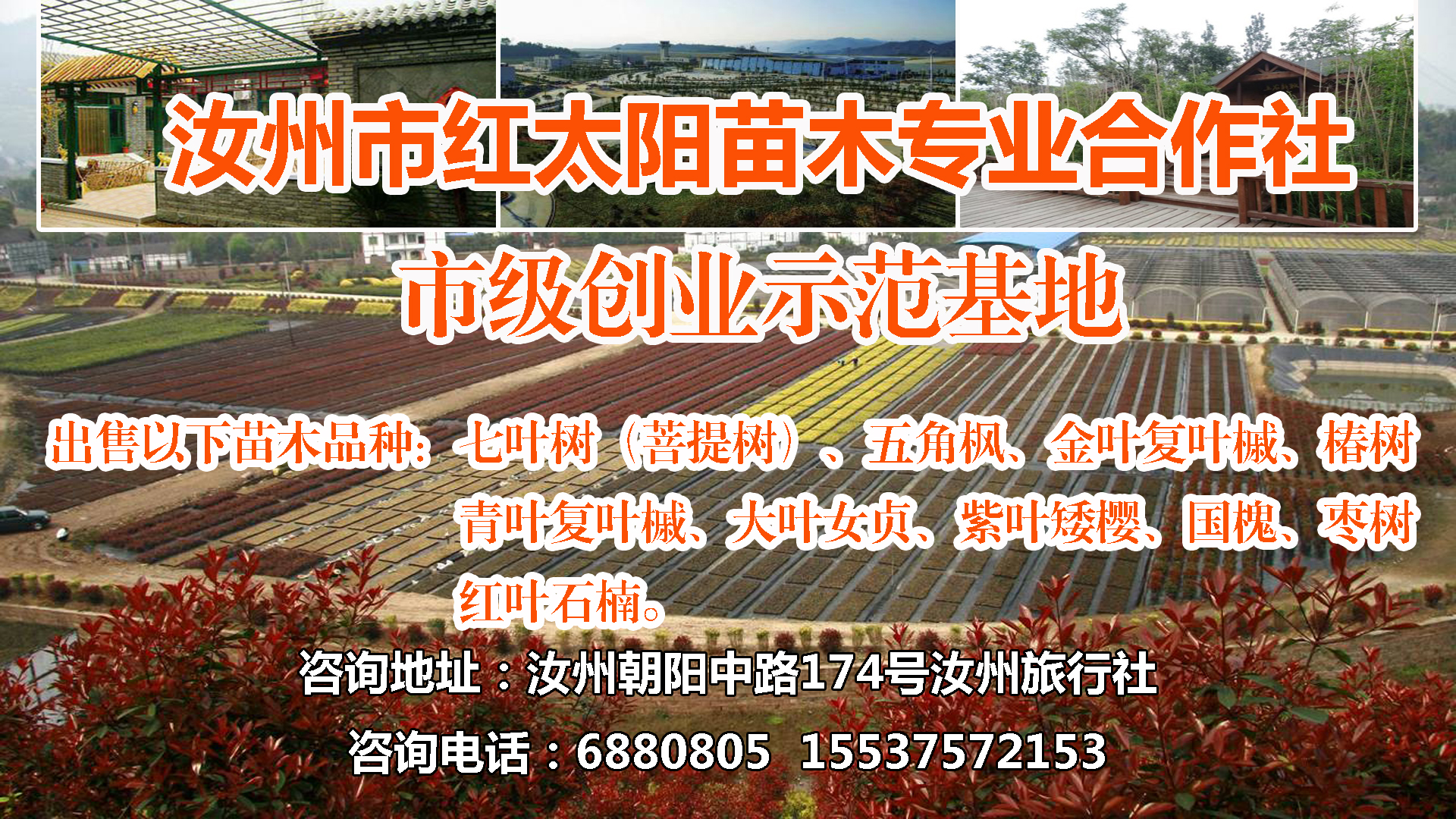 汝州?jng)红太阳苗木专业合作C?></a>
                                <div   id=
